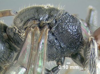 Media type: image;   Entomology 610765 Aspect: thorax lateral